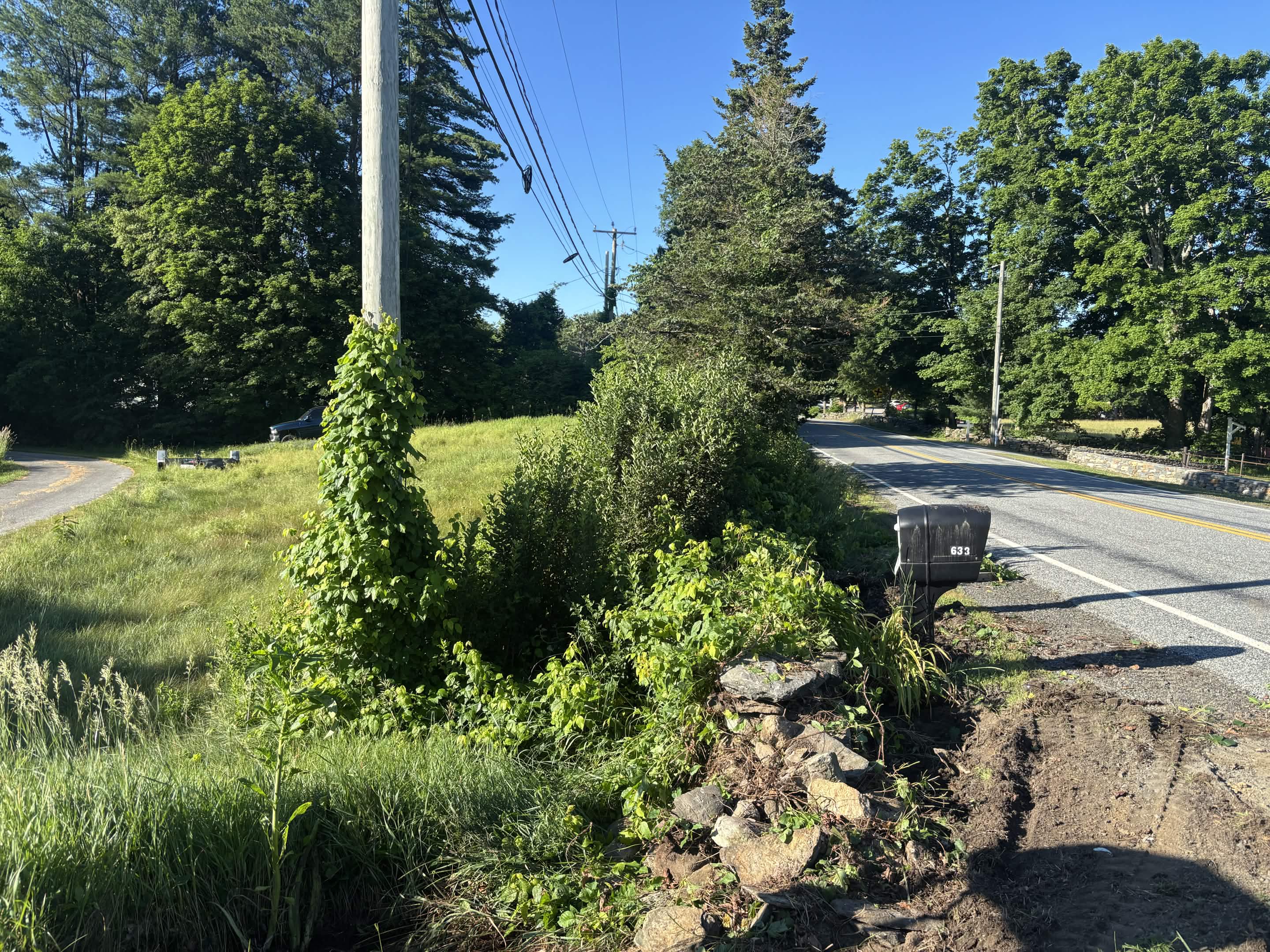 Full scope of brush and poison ivy overgrowth before clearing